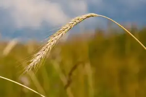 Decathlon Horské Kolo