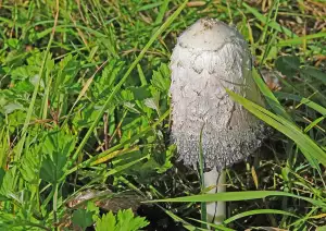 Výpověď Ve Zkušební Době Nemocenská